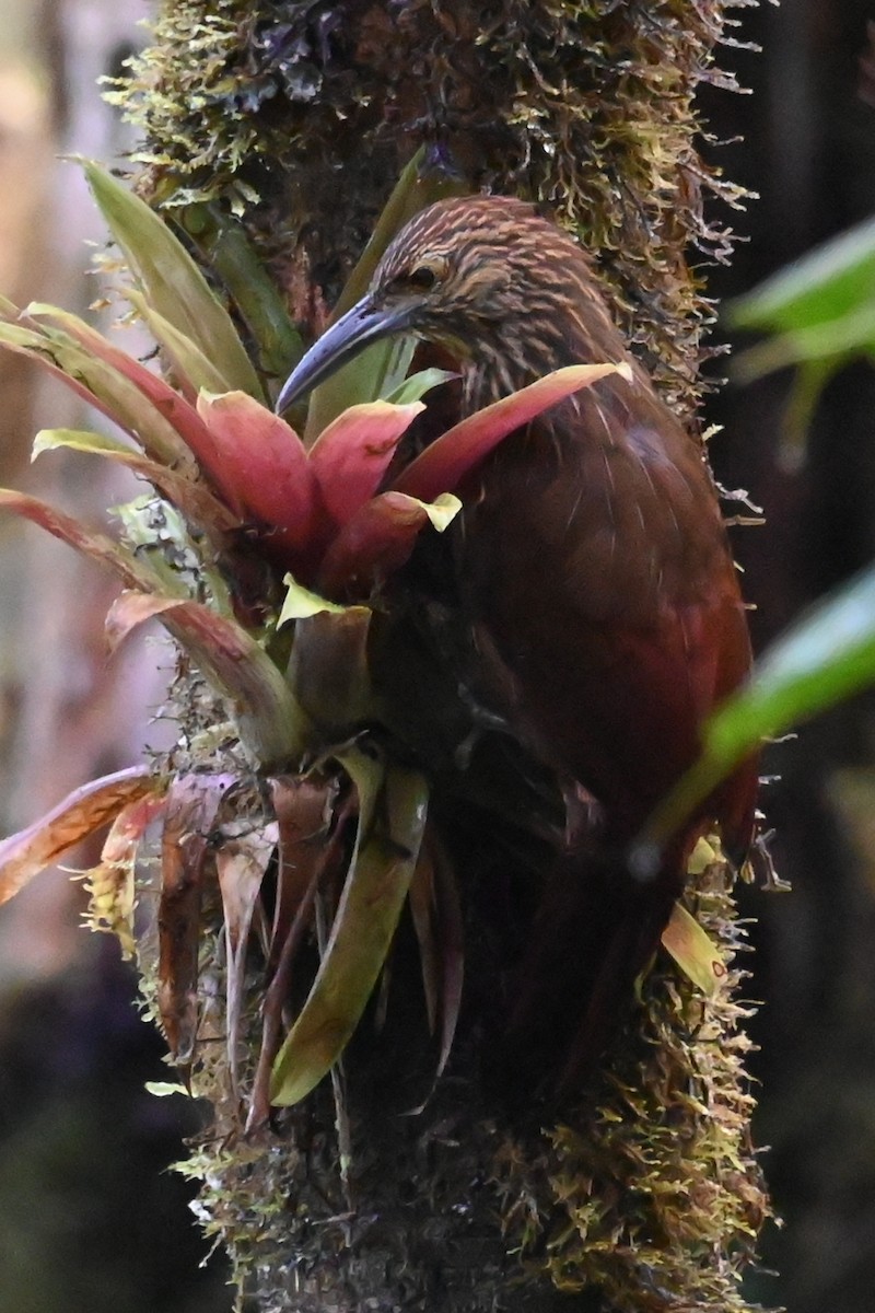 Trepatroncos Picofuerte - ML646372051