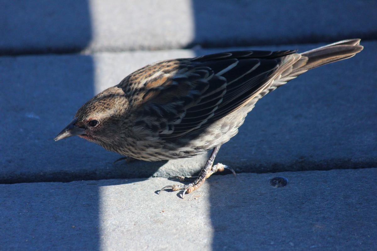 Red-winged Blackbird - ML646372052
