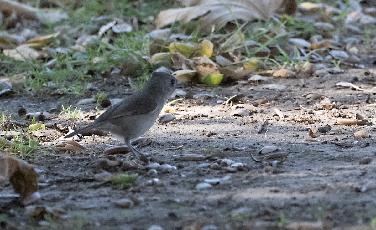 Oak Titmouse - ML646372053