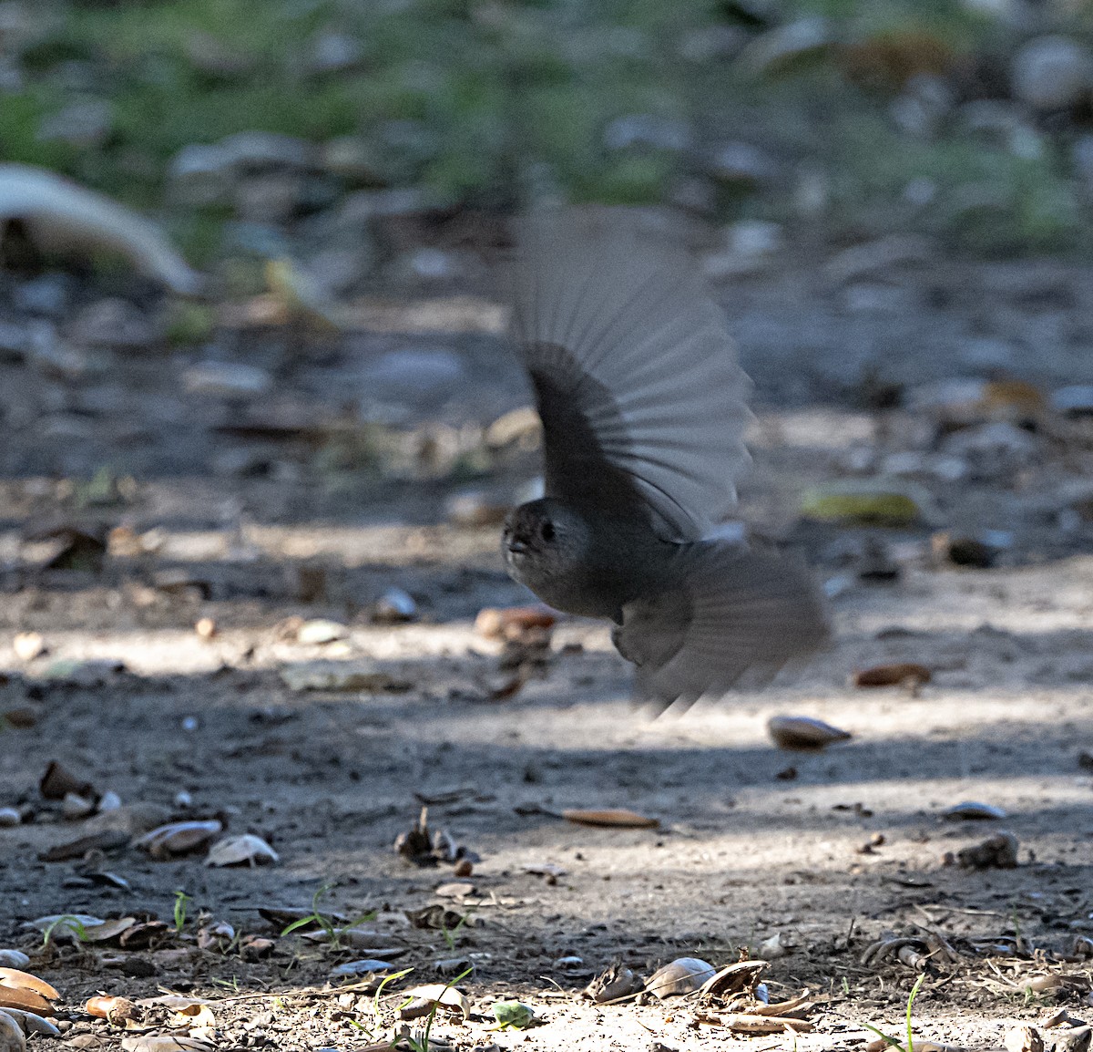 Oak Titmouse - ML646372054