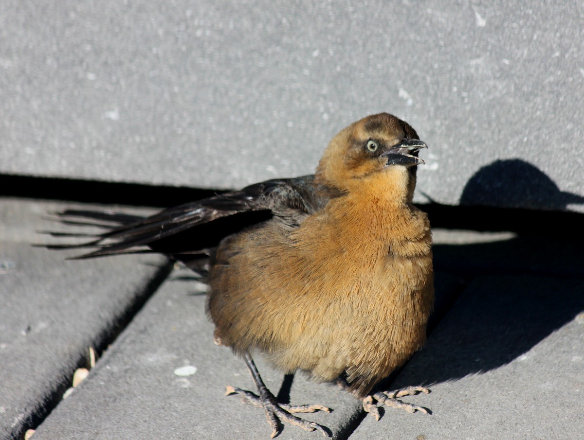 Großschwanzgrackel - ML646372056