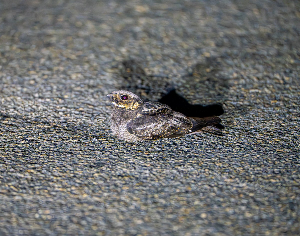 Chotacabras Bigotudo - ML646372057