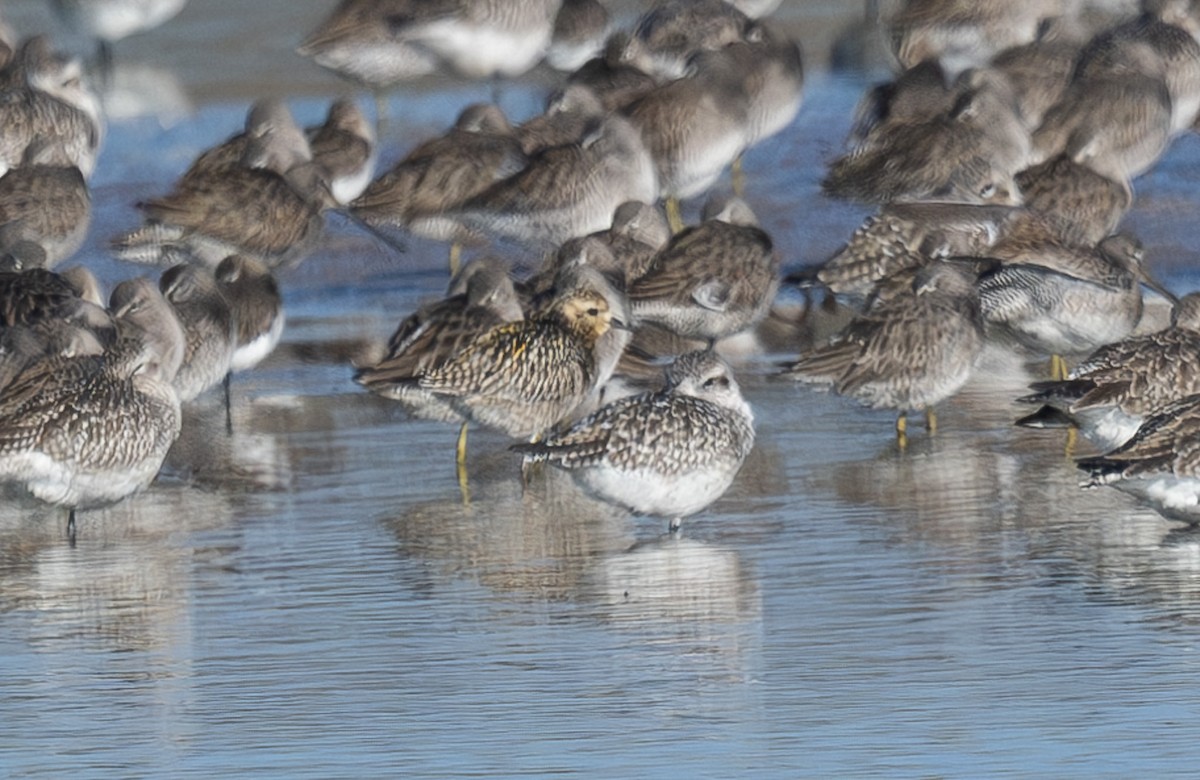 Pacific Golden-Plover - ML646372058