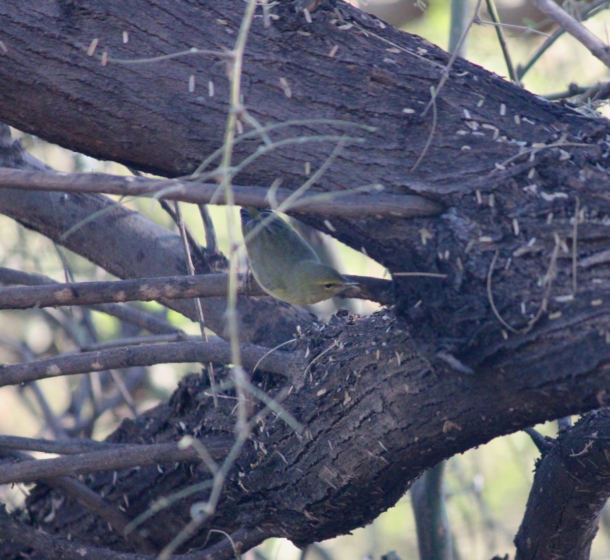 Orangefleck-Waldsänger - ML646372060