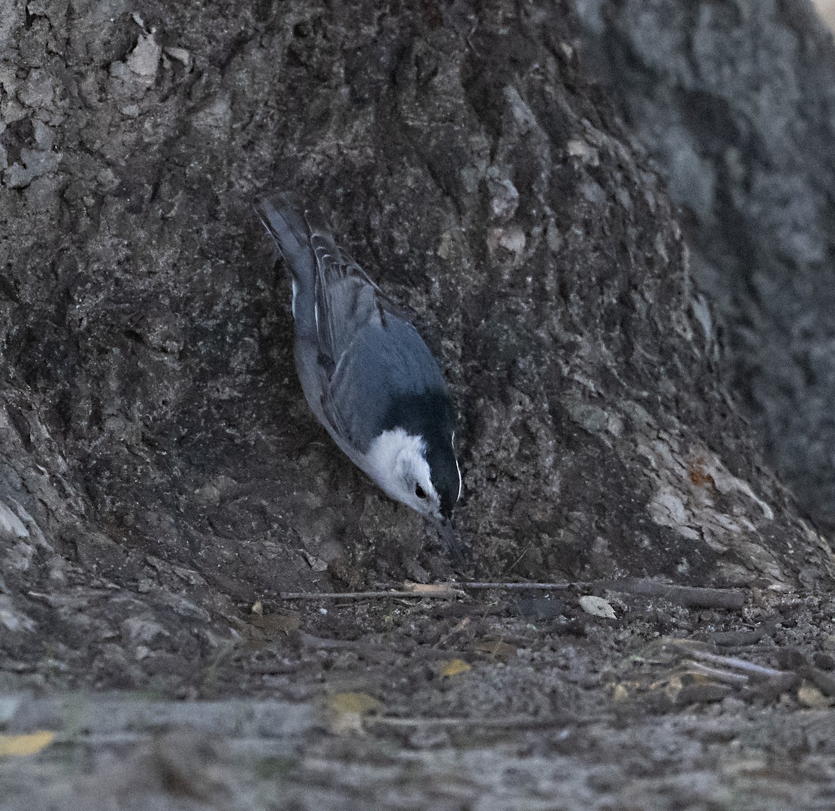 Sittelle à poitrine blanche - ML646372061