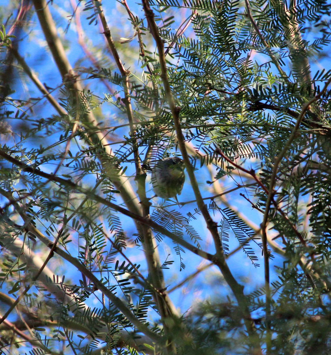 Kronenwaldsänger - ML646372062