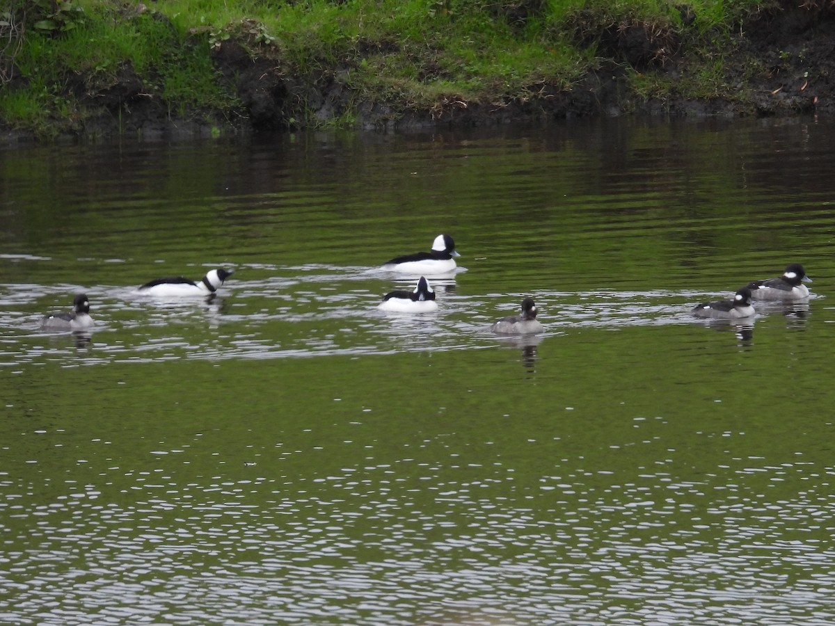 Bufflehead - ML646372063