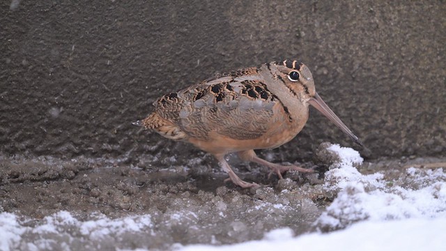 American Woodcock - ML646372064