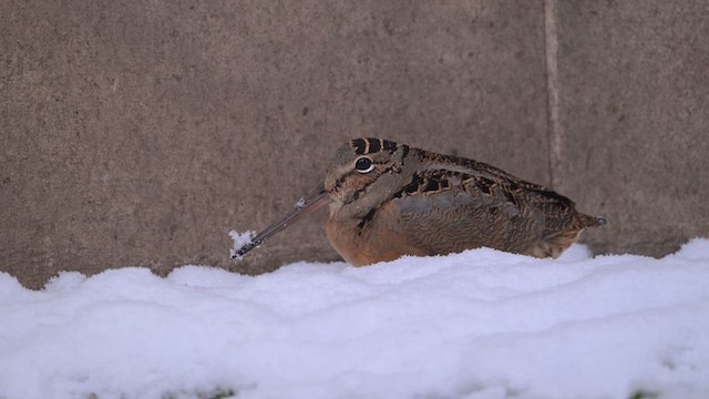 American Woodcock - ML646372065