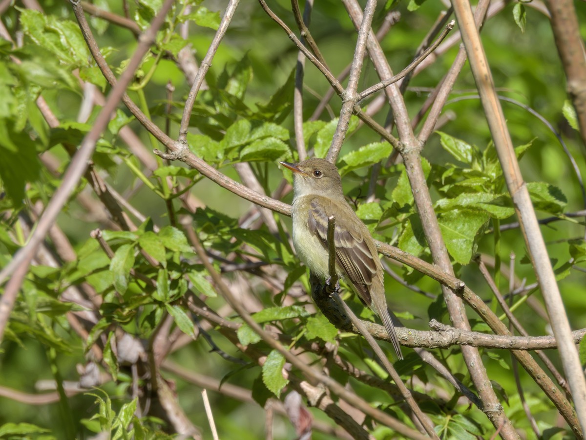Піві-малюк вербовий - ML646372066
