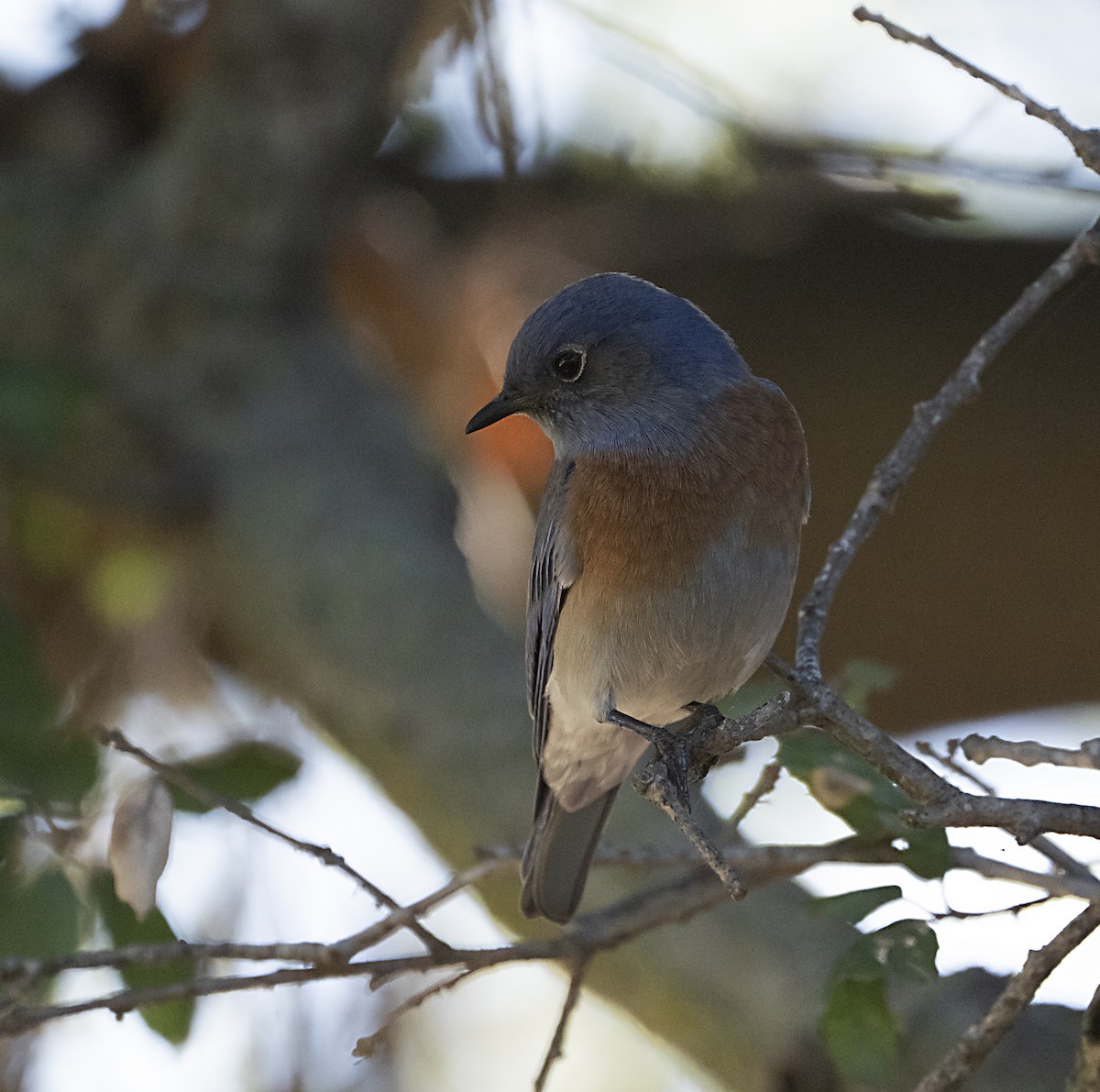 Western Bluebird - ML646372067