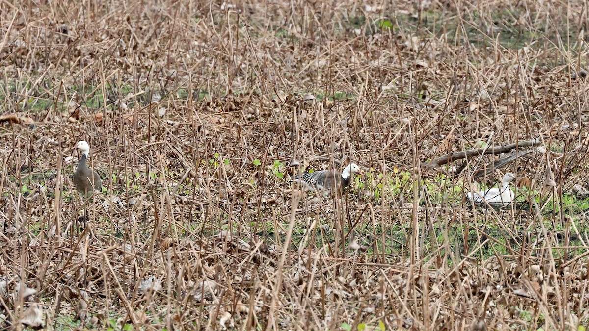 Snow Goose - ML646372070