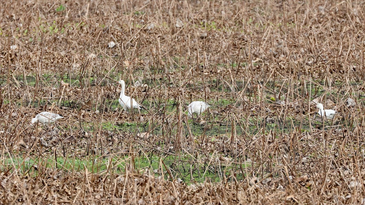 Snow Goose - ML646372071