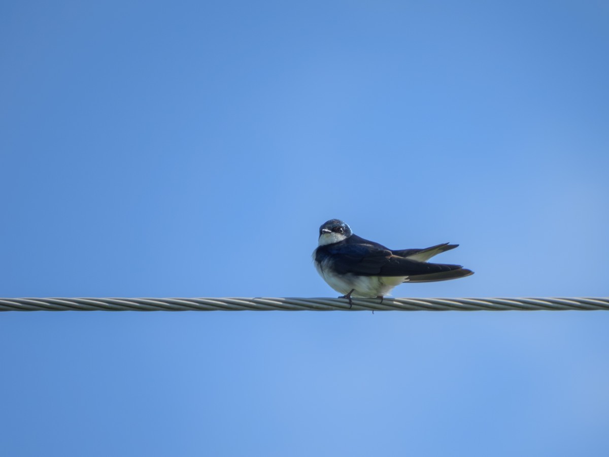 Tree Swallow - ML646372072