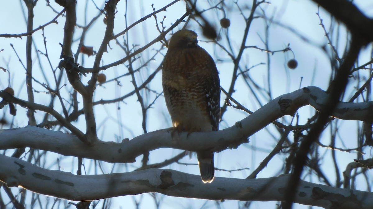 Red-shouldered Hawk - ML646372073