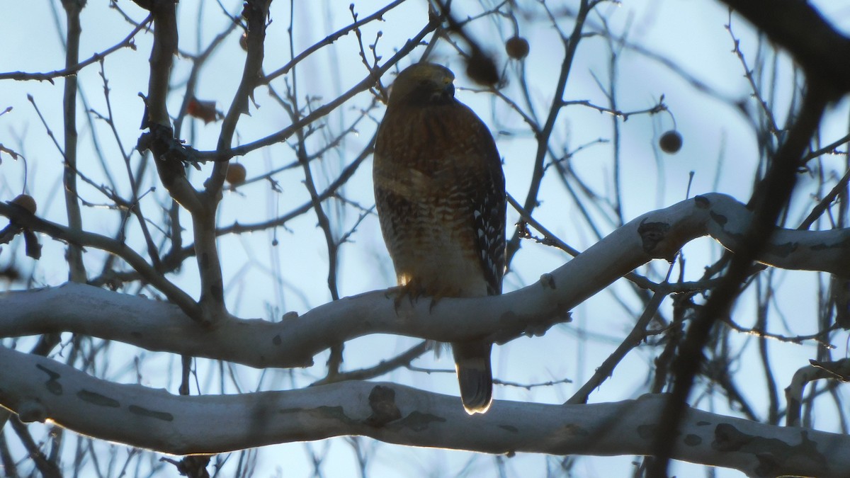 Red-shouldered Hawk - ML646372074