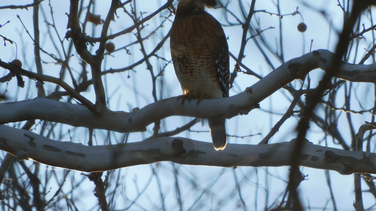 Red-shouldered Hawk - ML646372075