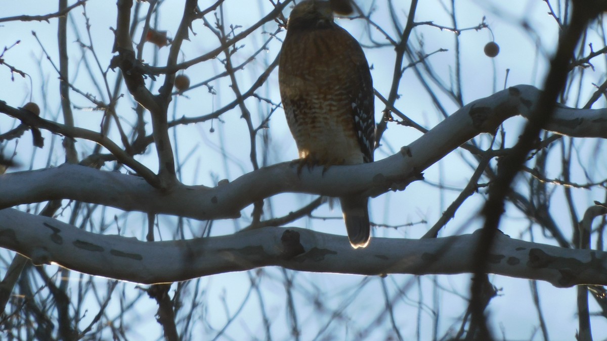 Red-shouldered Hawk - ML646372076