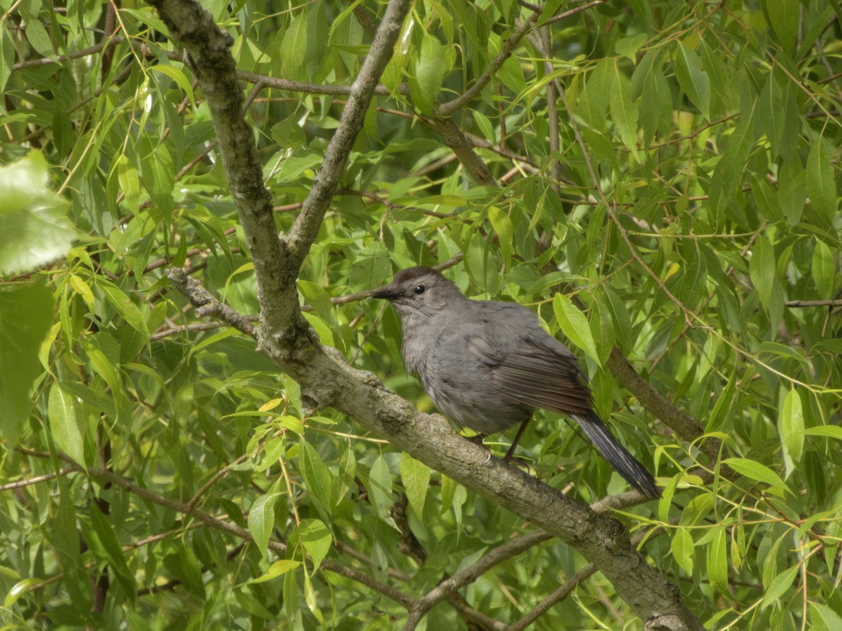 Пересмішник сірий - ML646372079