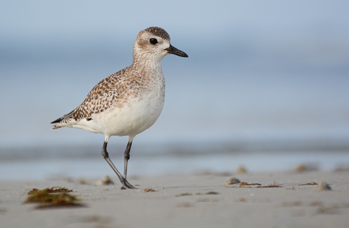 Chorlito Gris - ML646372082