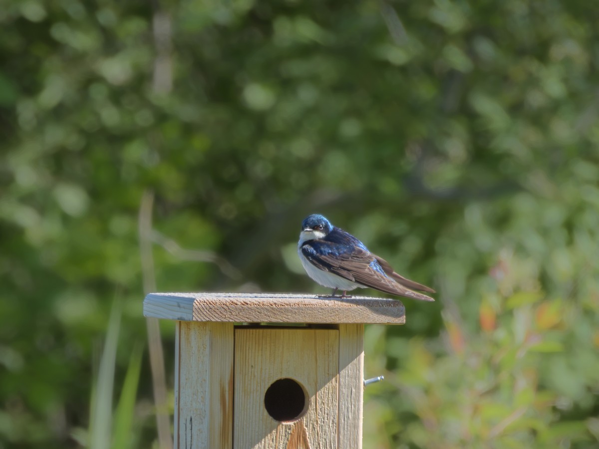 Tree Swallow - ML646372083