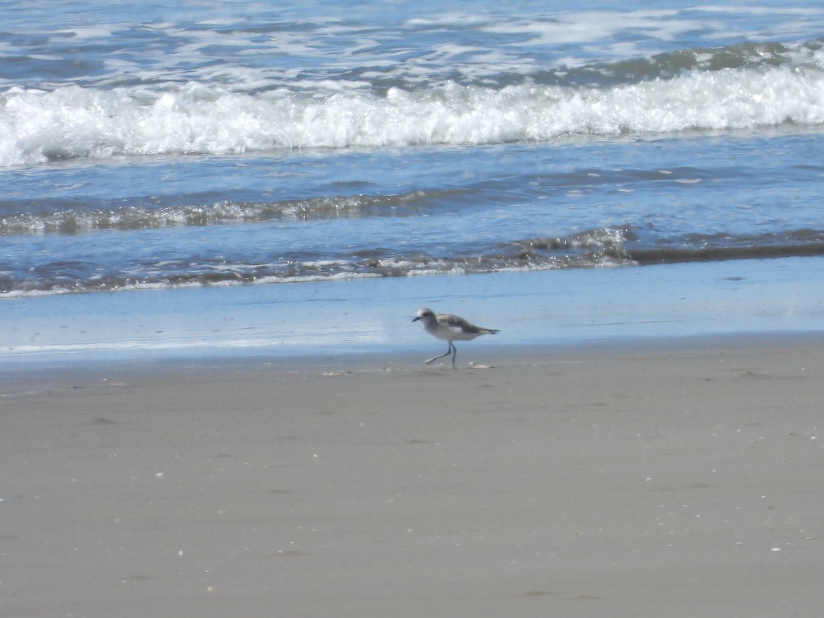 Chorlito Gris - ML646372084