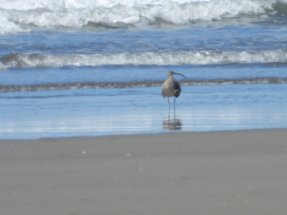 Zarapito Trinador Americano - ML646372085