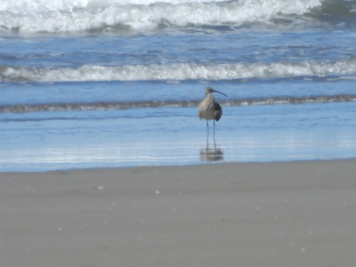 Zarapito Trinador Americano - ML646372086