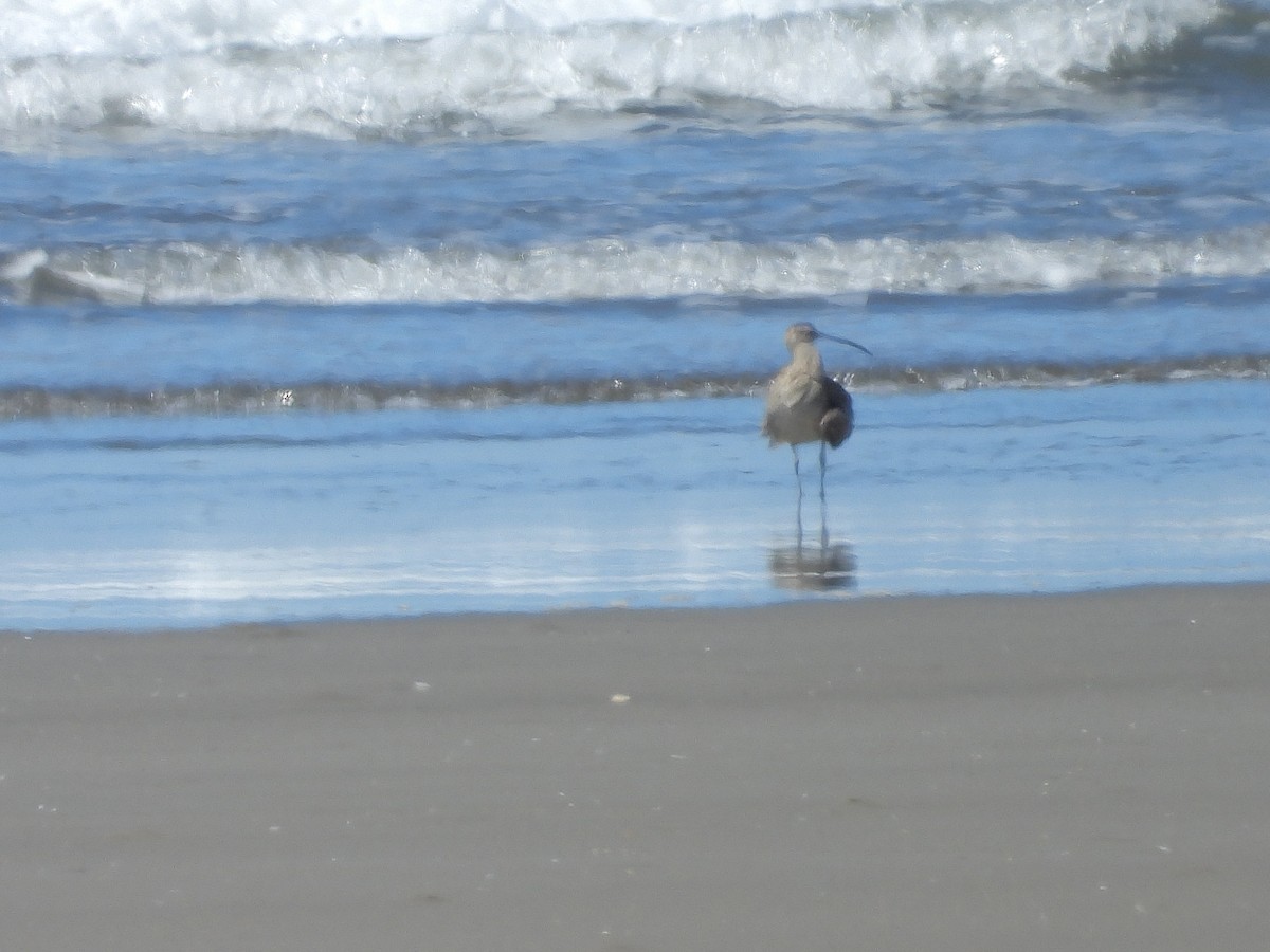 Zarapito Trinador Americano - ML646372087