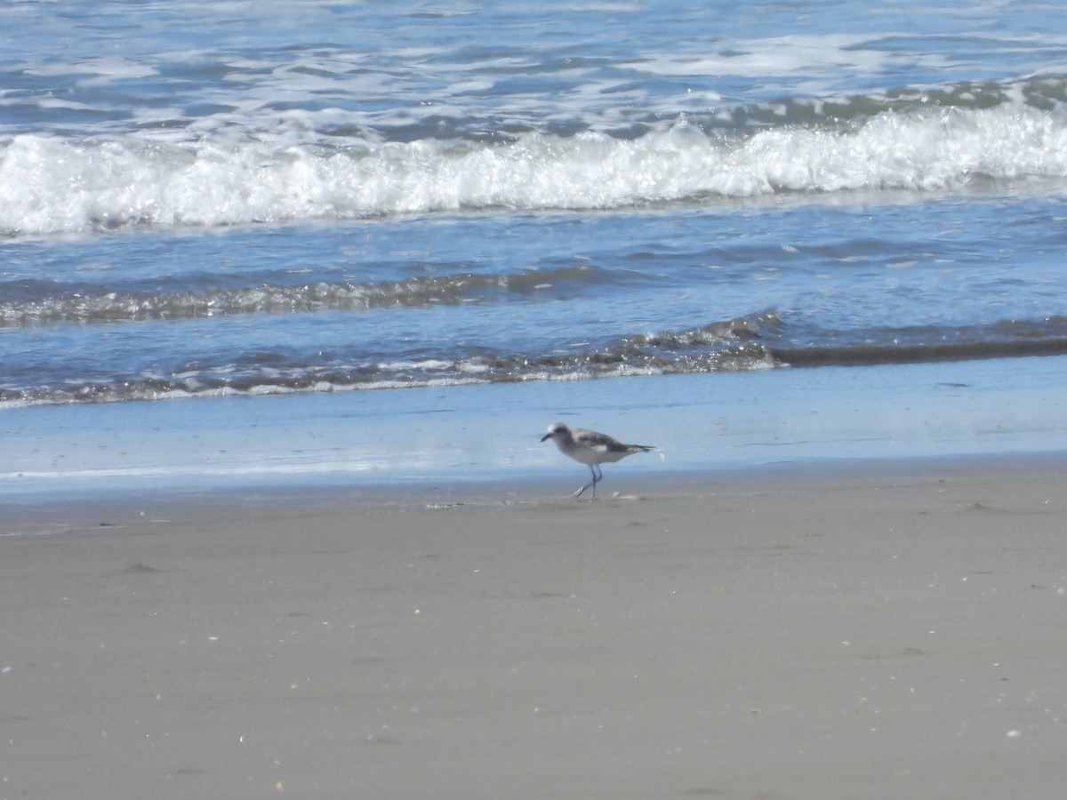 Chorlito Gris - ML646372088