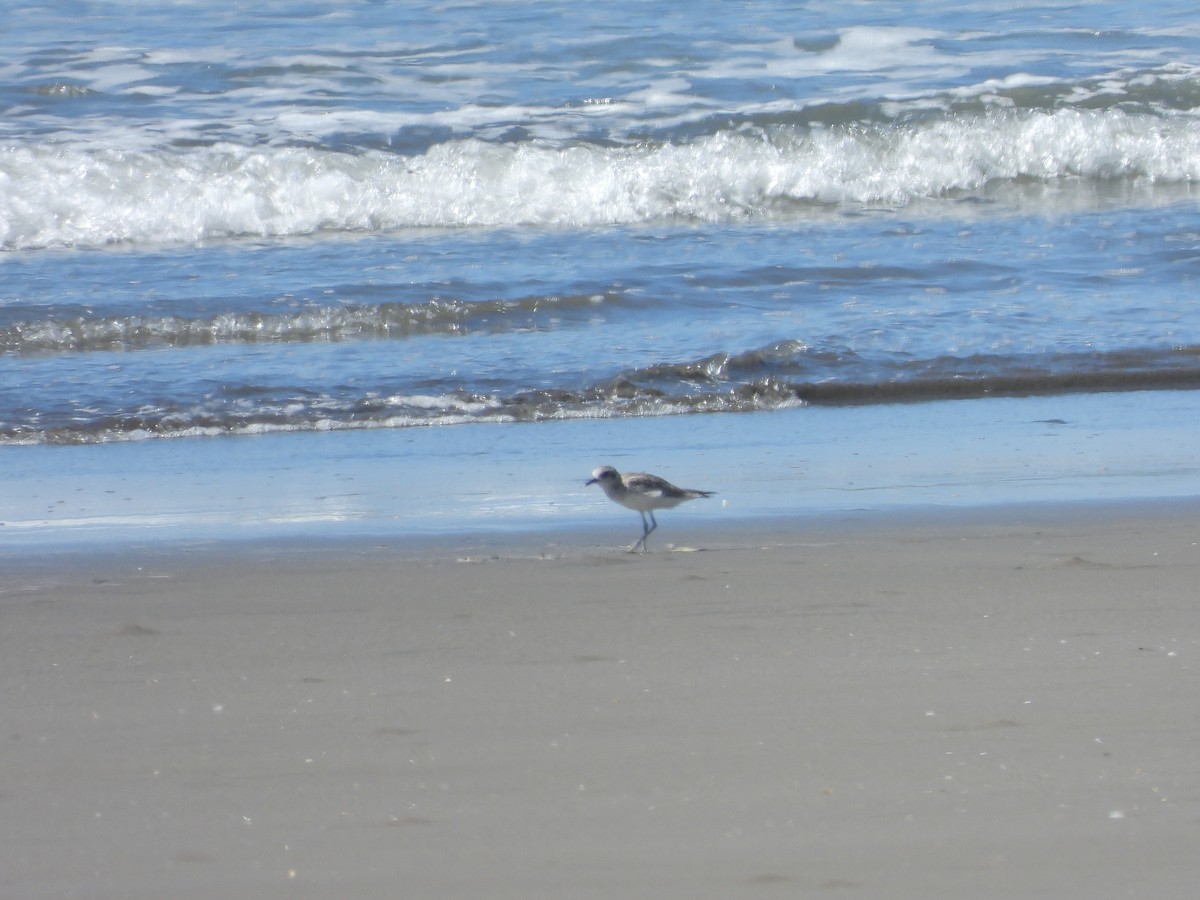 Chorlito Gris - ML646372089