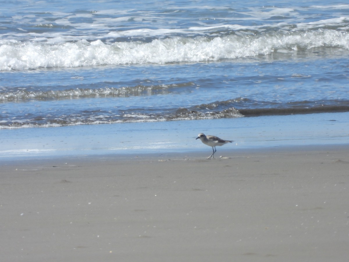 Chorlito Gris - ML646372090