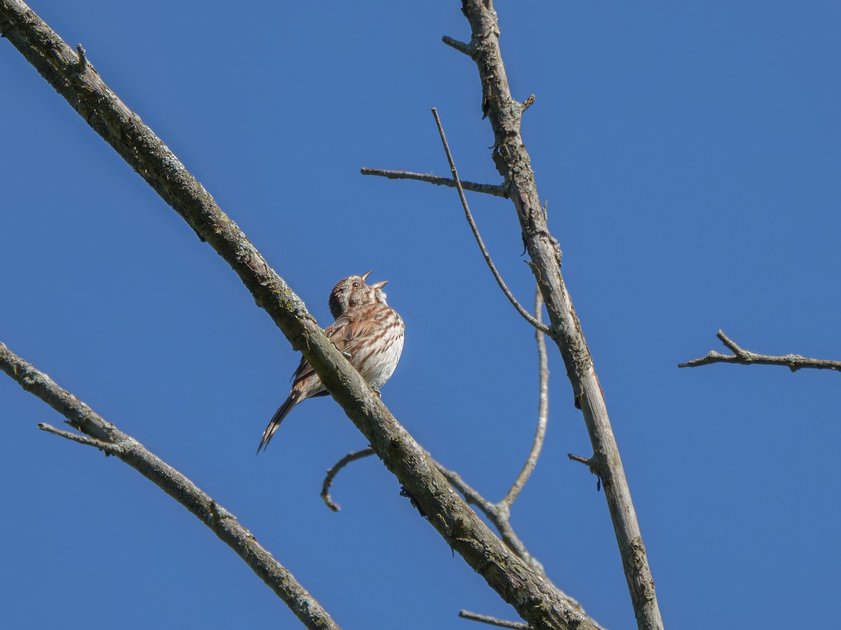 Пасовка співоча - ML646372091