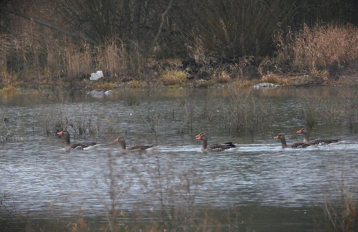 Oie cendrée - ML646372092