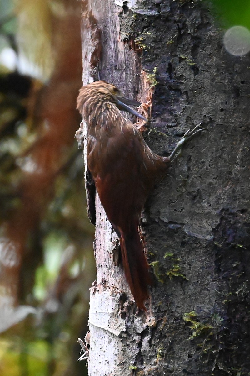 Strong-billed Woodcreeper - ML646372093