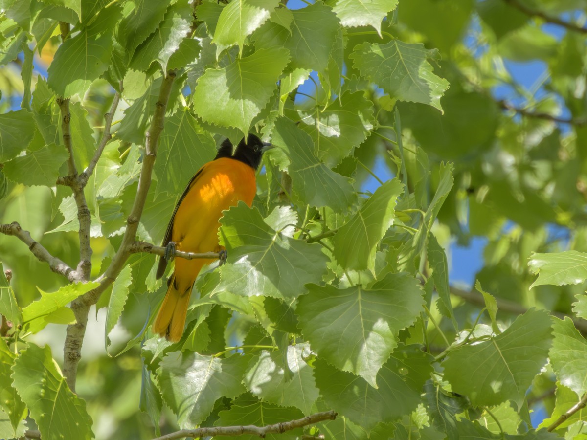 Трупіал балтиморський - ML646372094