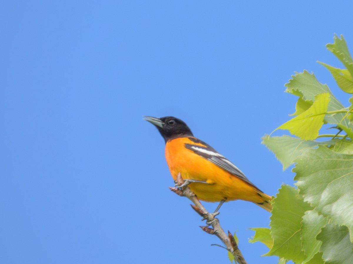 Трупіал балтиморський - ML646372095