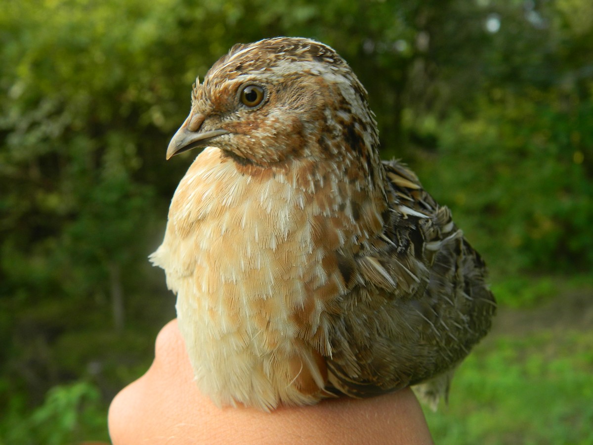 Common Quail - ML646372097