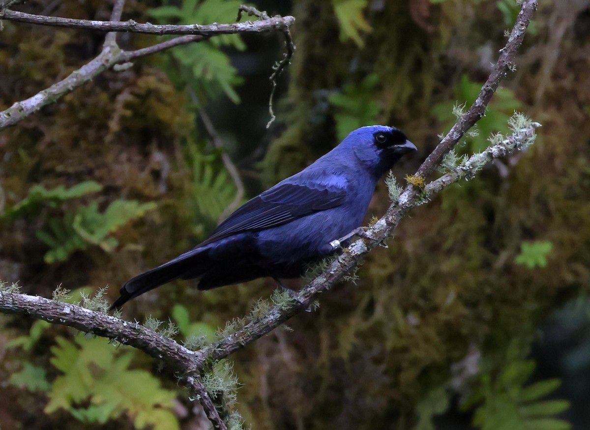 Diademed Tanager - ML646372101