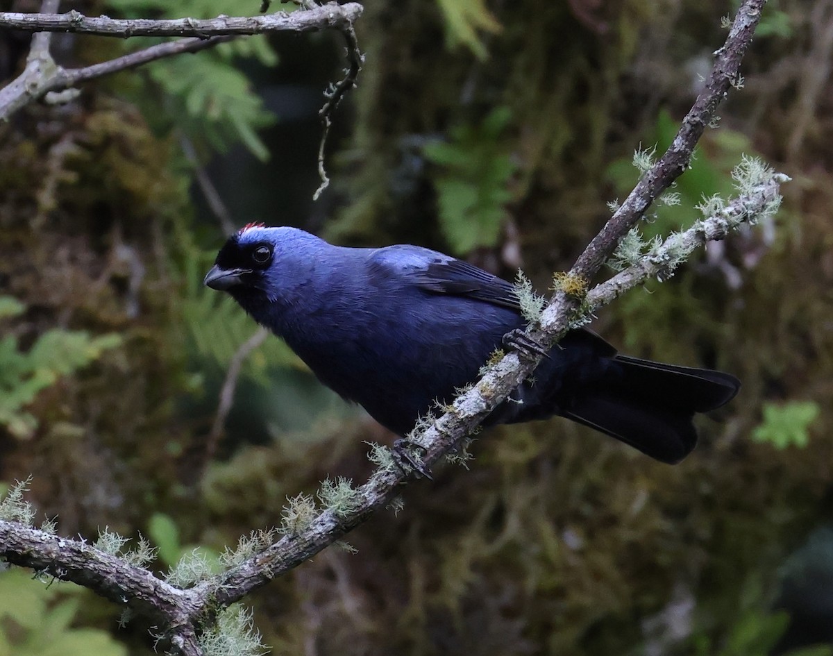 Diademed Tanager - ML646372102