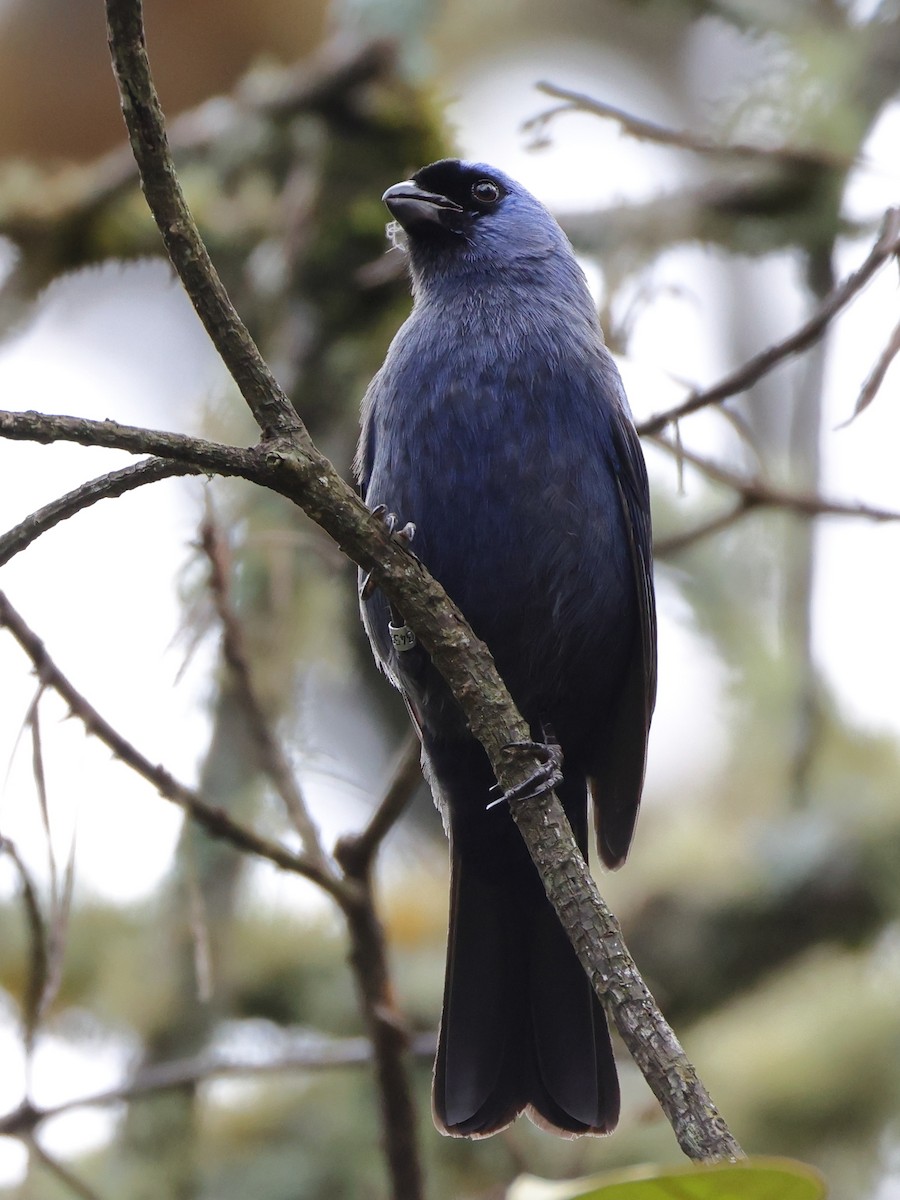 Diademed Tanager - ML646372103