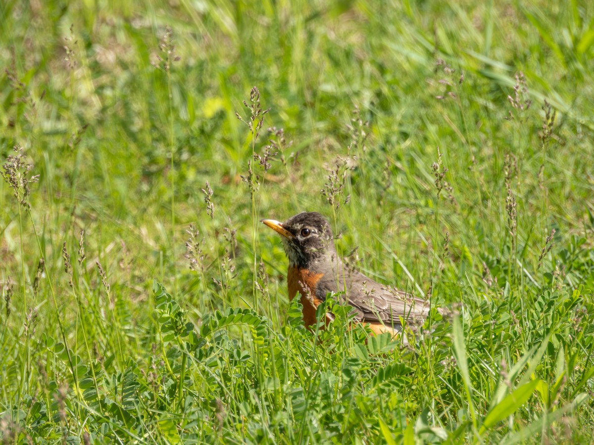Дрізд мандрівний - ML646372104