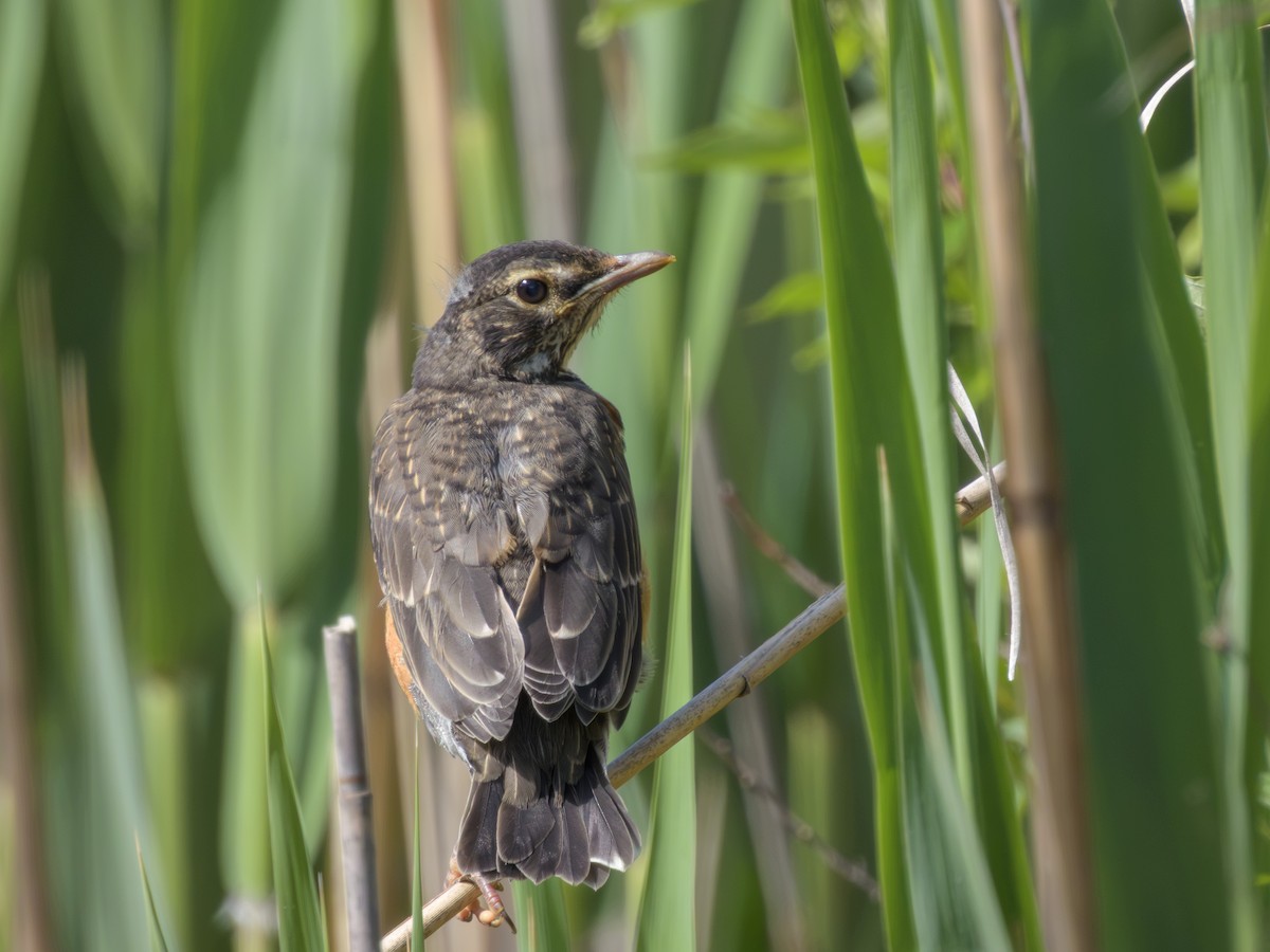 Дрізд мандрівний - ML646372105