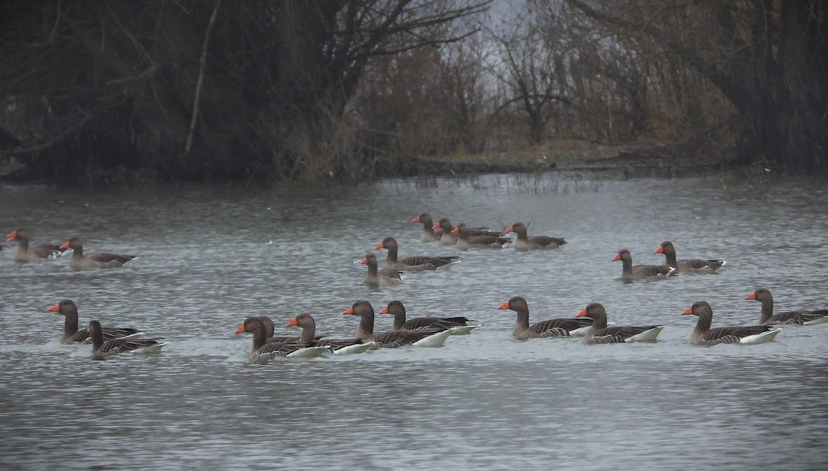 Oie cendrée - ML646372106