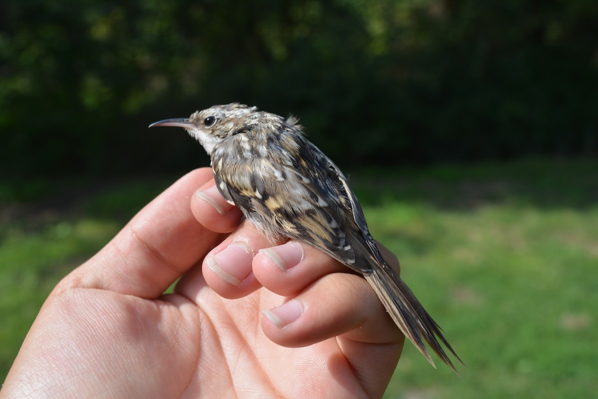 Short-toed Treecreeper - ML646372107