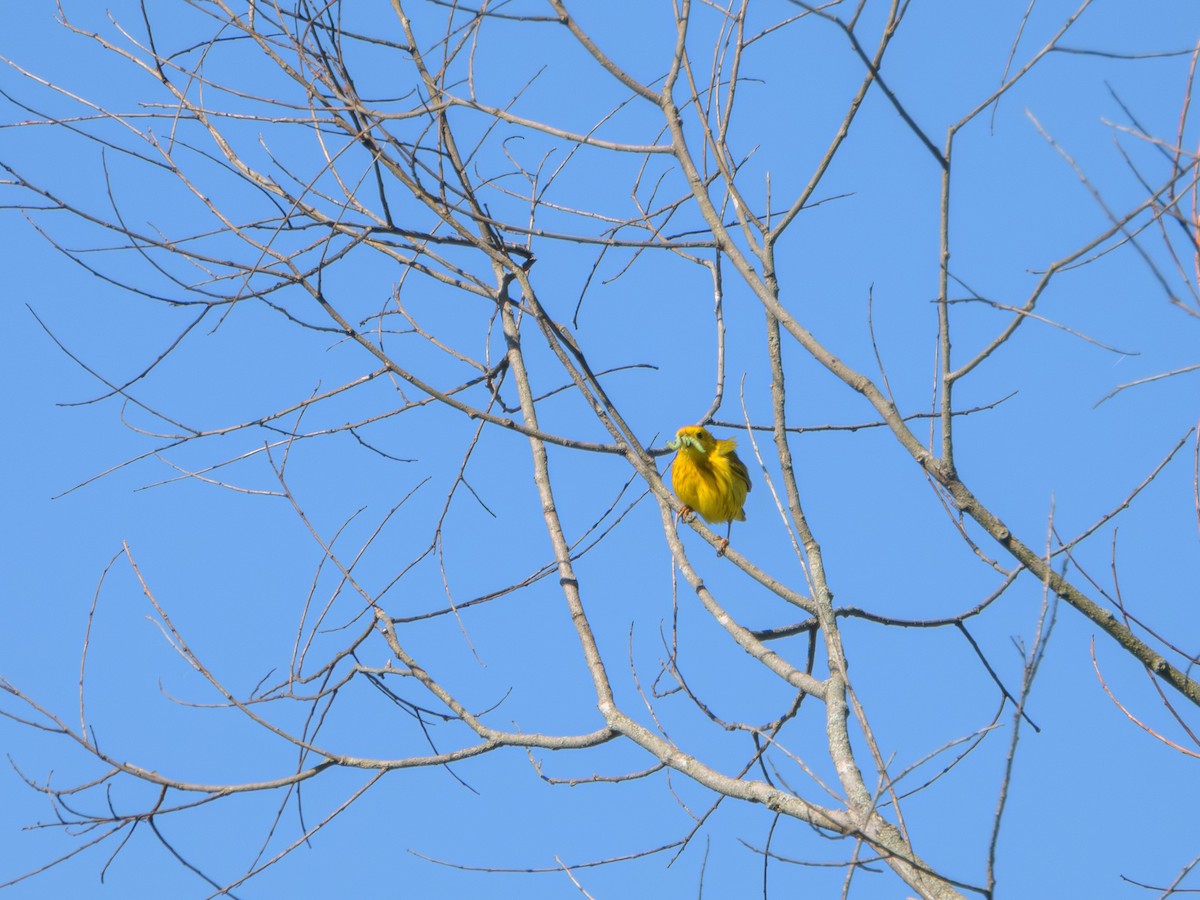 Пісняр-лісовик жовтий північний - ML646372108