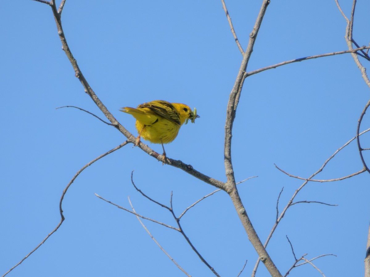 Пісняр-лісовик жовтий північний - ML646372109