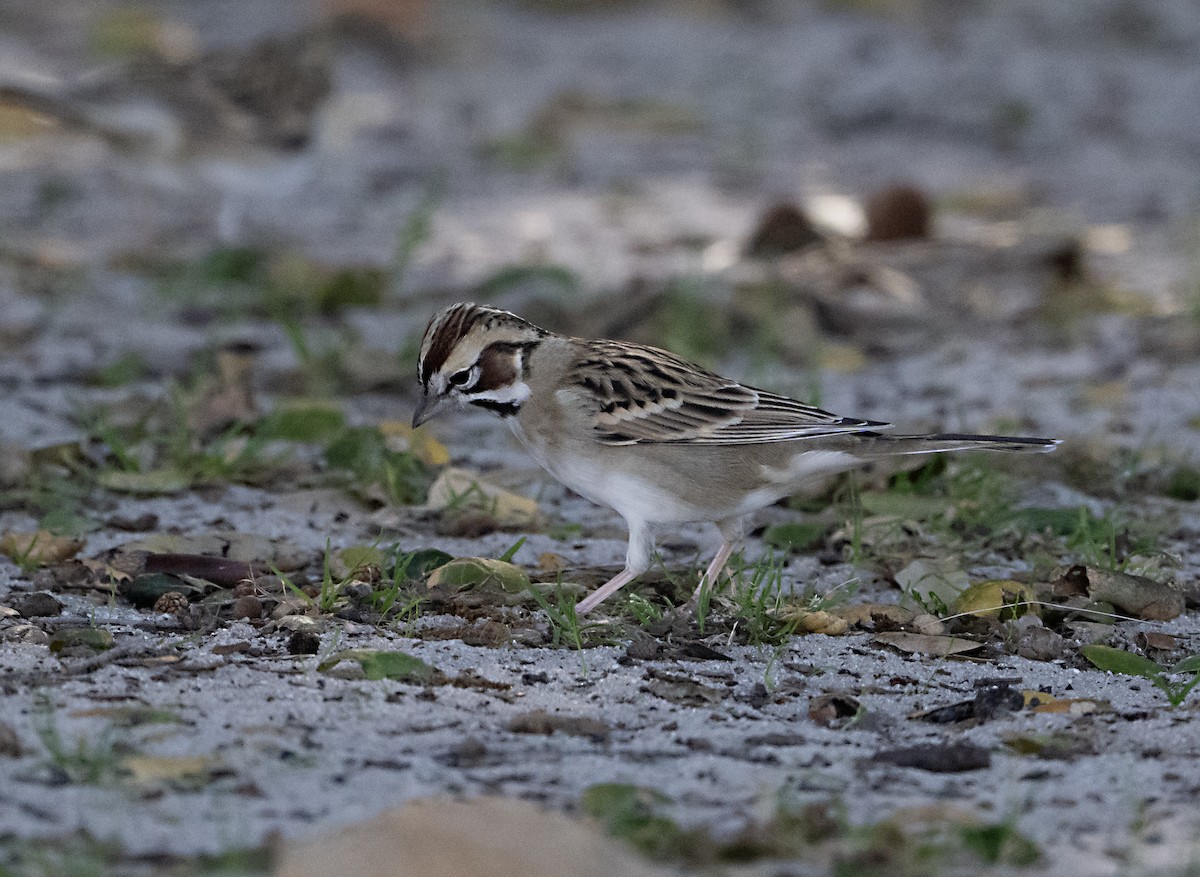 Lark Sparrow - ML646372111