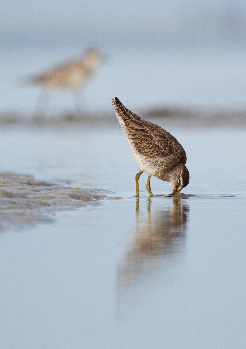 Short-billed Dowitcher - ML646372116