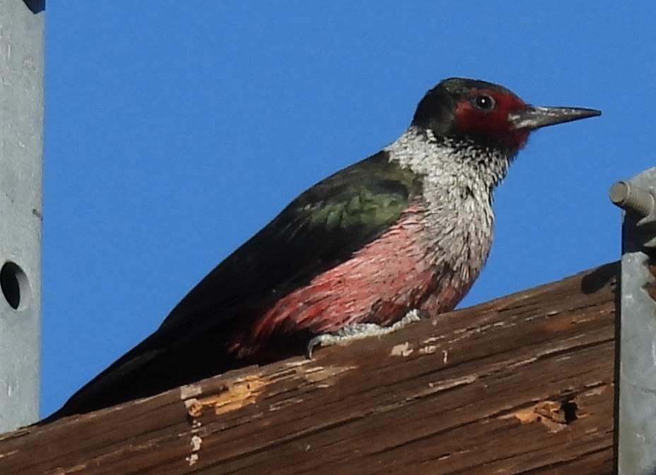 Blutgesichtspecht - ML646372117